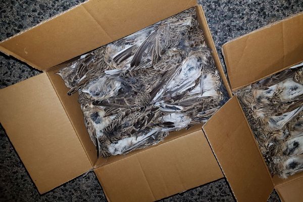 Védett madarak tetemei egy romániai utánfutóban