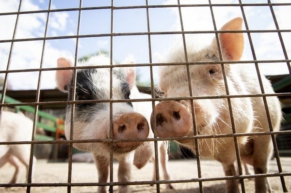 Csak állatorvosi papírral árulható a háztáji sertés karácsonykor