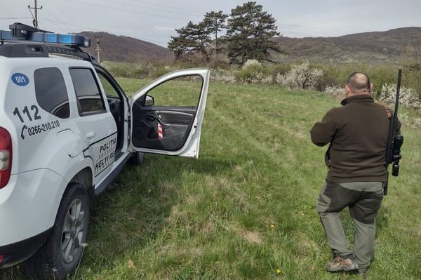 Az anyamedve elszaladt, a három bocs a fán maradt