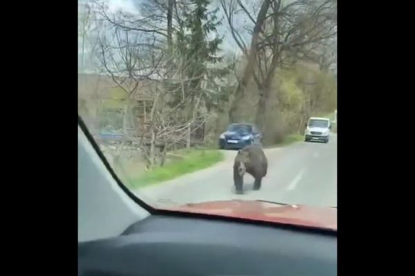 Te láttad a medvét Kadicsfalván? (videó)