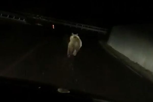 Nem tudott bemenni a medve a lengyelfalvi pajtába
