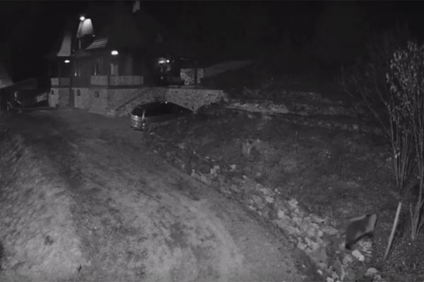 Így sétál a medve Homoródfürdőn (videó)