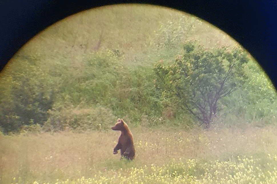 Másodszor láttak medvét a héten a Szejkén