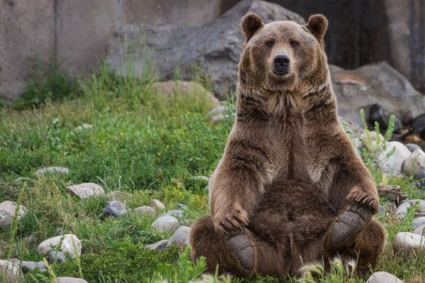 Két állat is bekerült a védett fajok klubjába