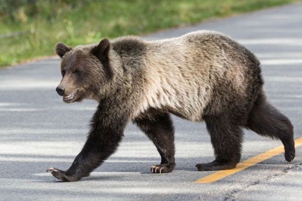 Elszabadultak a medvék