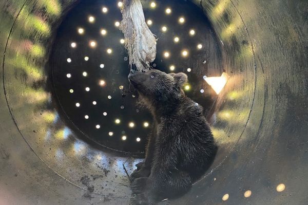És te szoktál medvékkel álmodni?