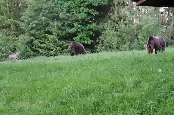 Szeretnél látni medvét és farkast egy videóban?