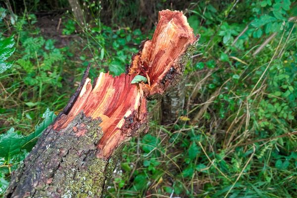 Farkaséhesek a medvék, széttörték a szilvásomat
