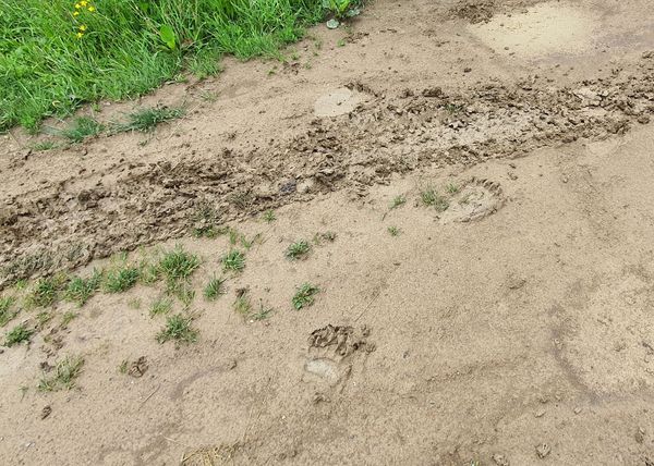 A medvetámadás áldozatának felépülésére gyűjtenek