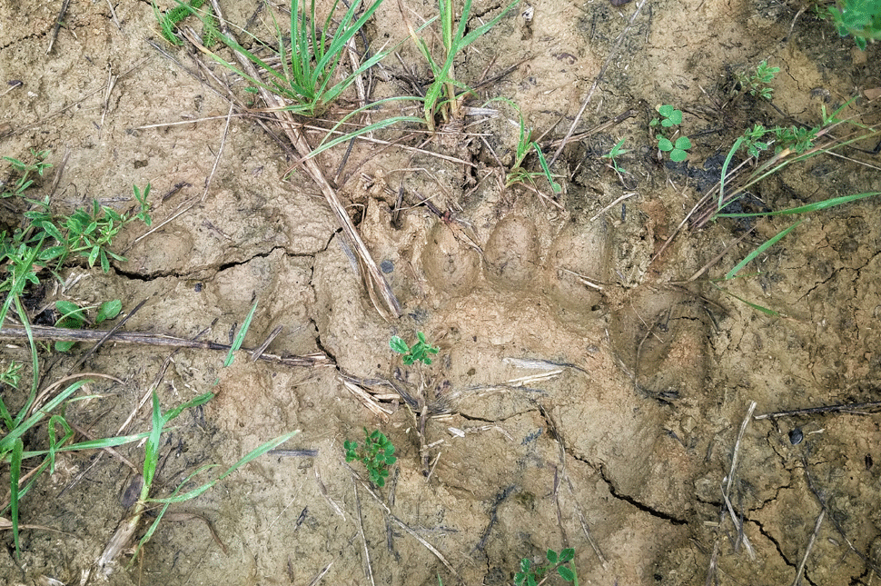 A megyehatáron ölő medve pusztulhatott el