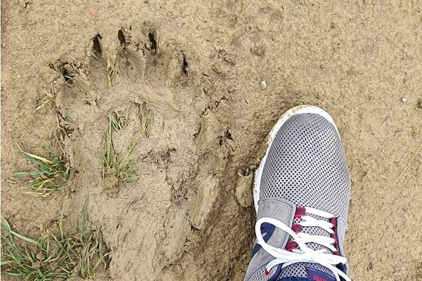 Újabb medveriasztás volt a városban