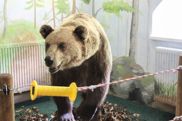 Szia, én a medve vagyok!