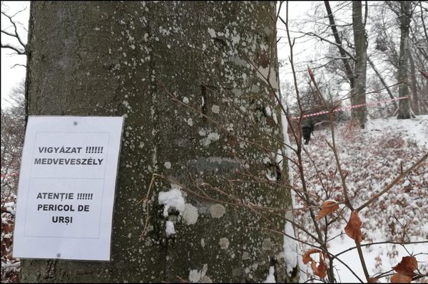 Medvetámadás: lőni vagy nem lőni?