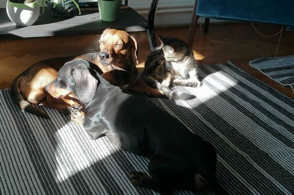 Kutya meleg lesz a hétvégén