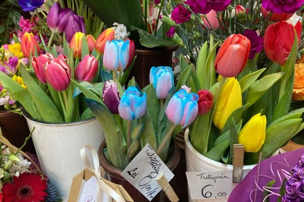 Innen vásárolhatsz Tulipánt a Választottadnak