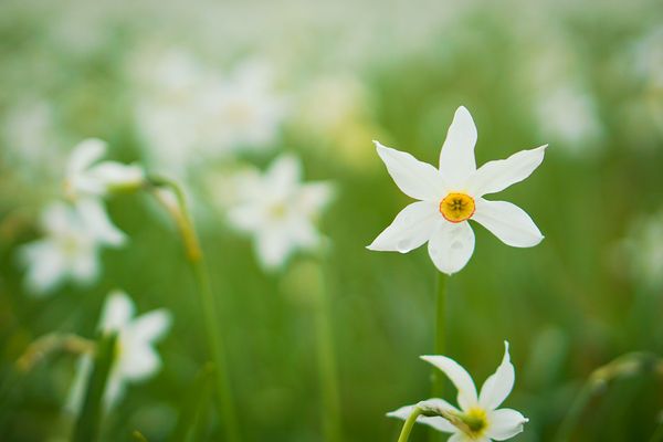 A nárcisz körül forog a világ