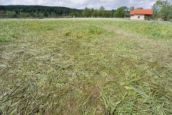 Nárciszfesztivál: az ünnep jól sikerült, az ünnepelt kómába esett