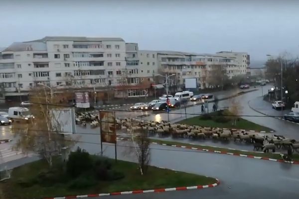 Juhokat hajtottak át a városon (videó)