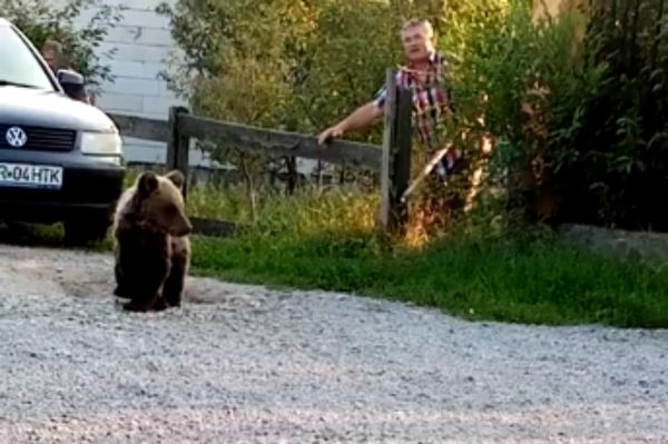 Boldogfalván szaladgált a mackó (videó)