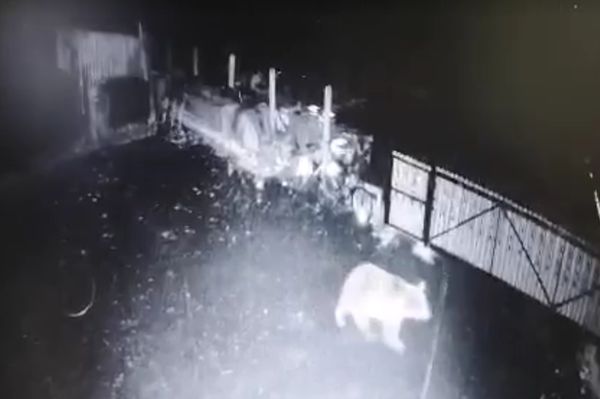 Medvék tartják rettegésben Kecset gazdáit (videóval)