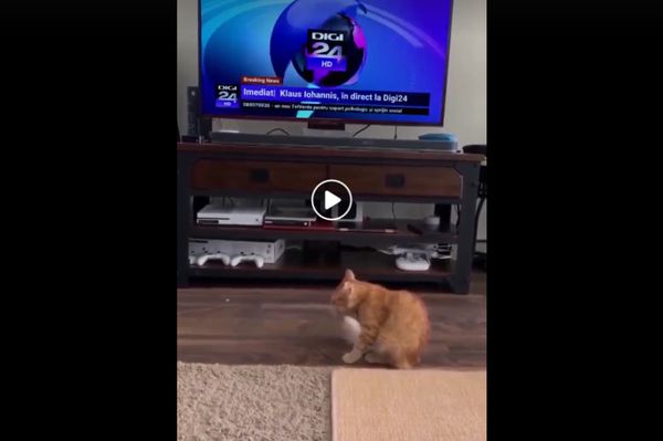 Mosta mancsát a cica, de ami ezután történt... (videó)