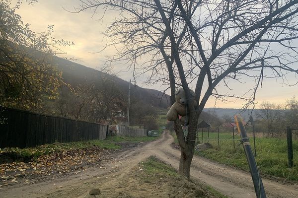 A medve nem játék. De ez mackó.