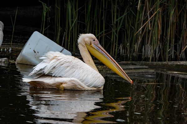 Élnek, mint hal a vízben