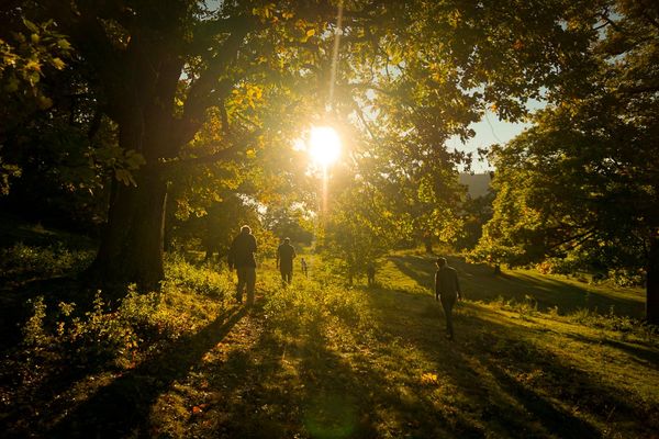 Brit tudósok szerint a székely fák a legizébbek