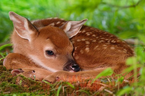 Ne tépd le, ne simogasd meg!