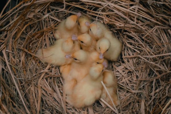 Később számolnak össze minket, a népet