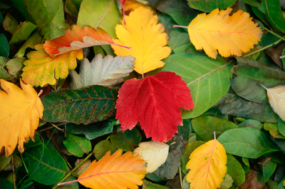 Románia besárgult, Ausztria és Horvátország bevörösödött