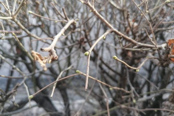 Alig járt le karácsony, már rügyeznek a bokrok?