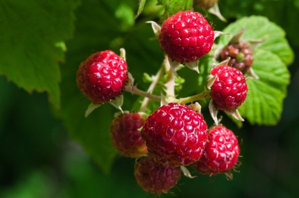 Beérett a málna, hívnak fesztiválra