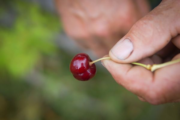 Megtalálták a kihaltnak vélt, popsi alakú cseresznyét Sükőben
