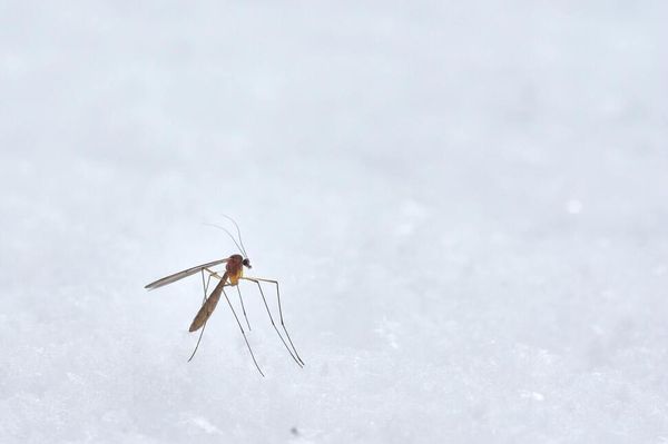 Rovarirtást végeznek a Csereháton is