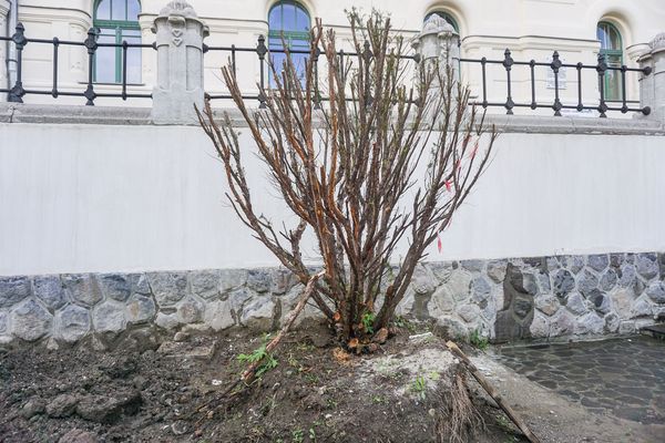 Búcsúzhatunk a Gimi előtti tiszafáktól