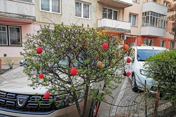 Tojásfa termett a Függetlenségben