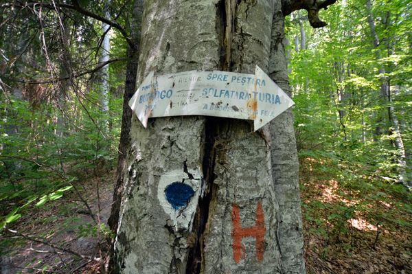 Túraösvényeket zártak le Bálványoson a medvék miatt