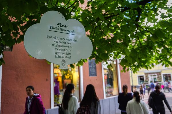 Tudod miért húztak harisnyát a fák?