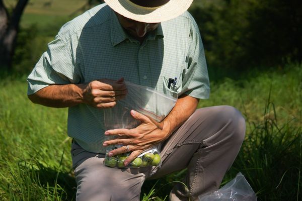 Visszatér a malomfalvi kerítések réme: a vackorjehovista