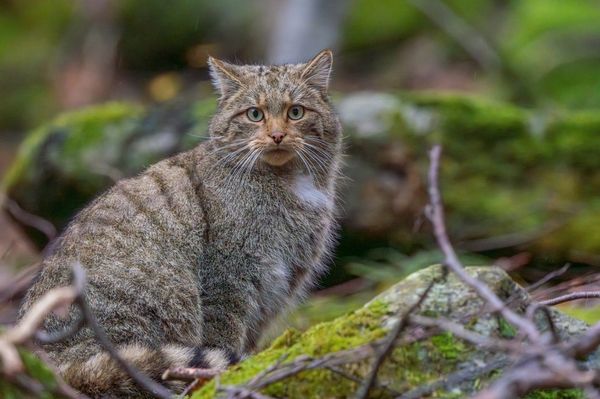 Ritka vadmacskapóz a Retyezátban