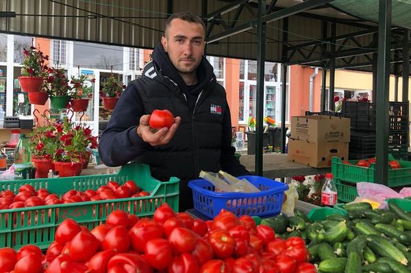 Megérkezett a friss balavásári paradicsom!