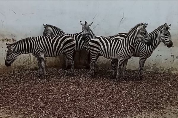 Új lakókkal bővült a Marosvásárhelyi Állatkert