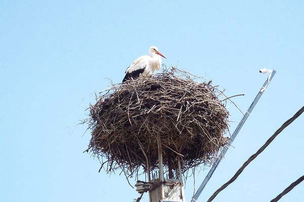 Nézd élőben a zetelaki gólyákat!
