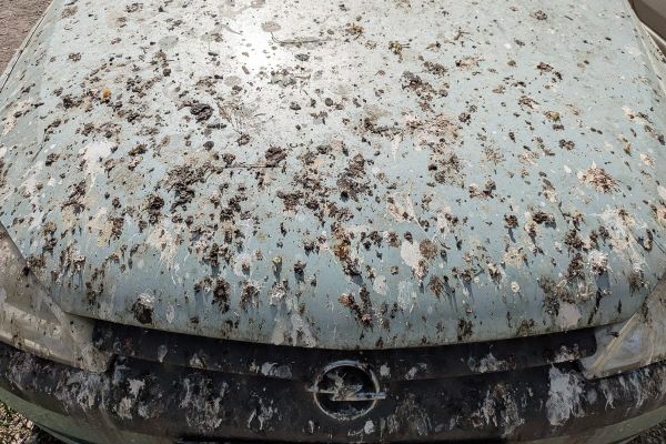 Székelyudvarhely, a szerencsehozó madarak városa
