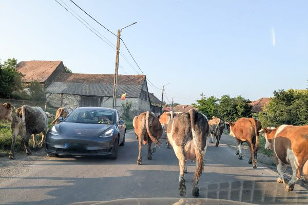 Valaki tanítsa meg ezeket a pásztorokat csordát terelni!