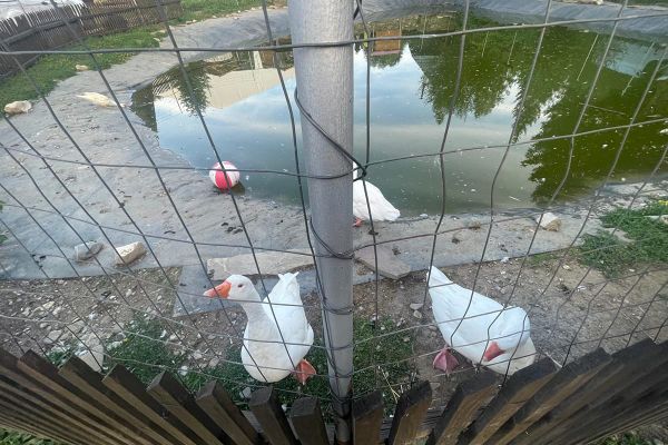 Mi történik a hibáztatás után?