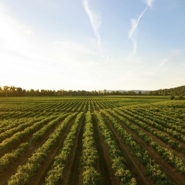 Digital agriculture: 5 ways how AI is changing the way we farm