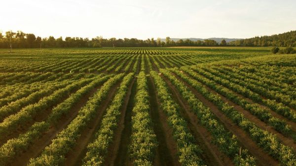 Digital agriculture: 5 ways how AI is changing the way we farm