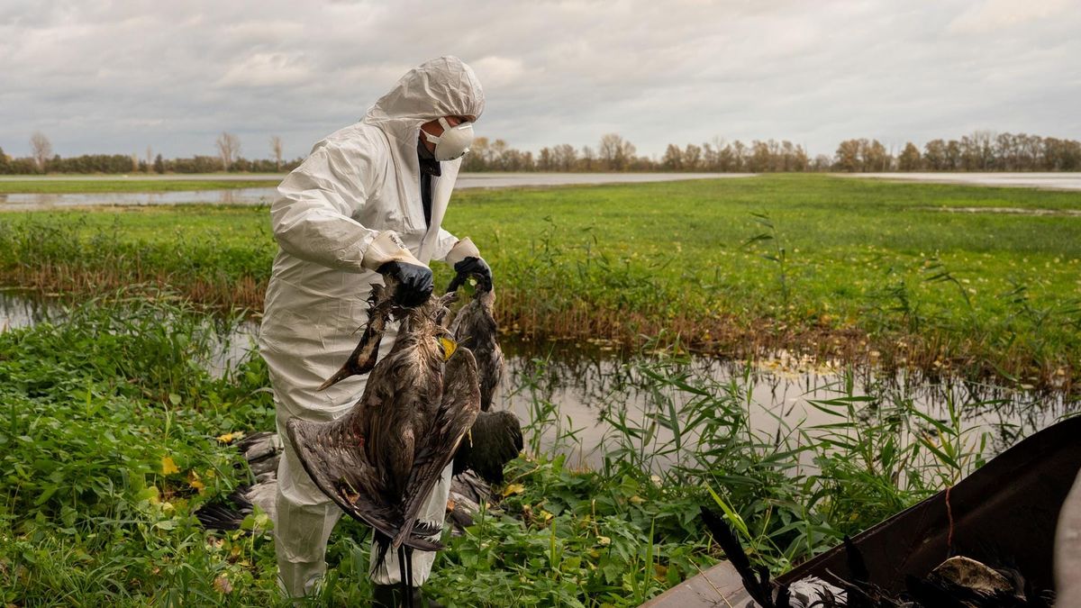 Ein Virus rückt in den Fokus – und die Warnungen könnten gegensätzlicher kaum sein